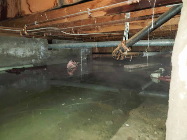 Best Water damage restoration mold remediation  in Freer, TX